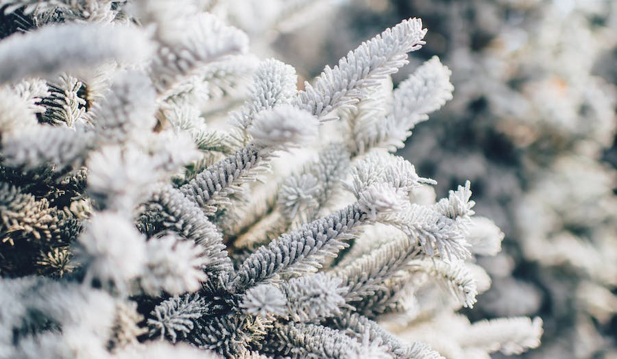 frosted evergreen trees